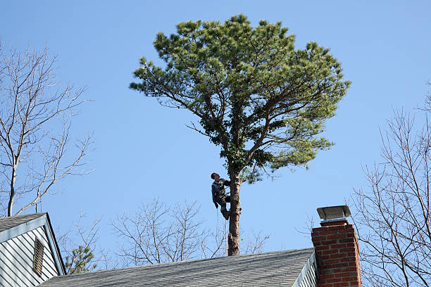 Trusted Kingston, NJ Tree Removal Services Experts